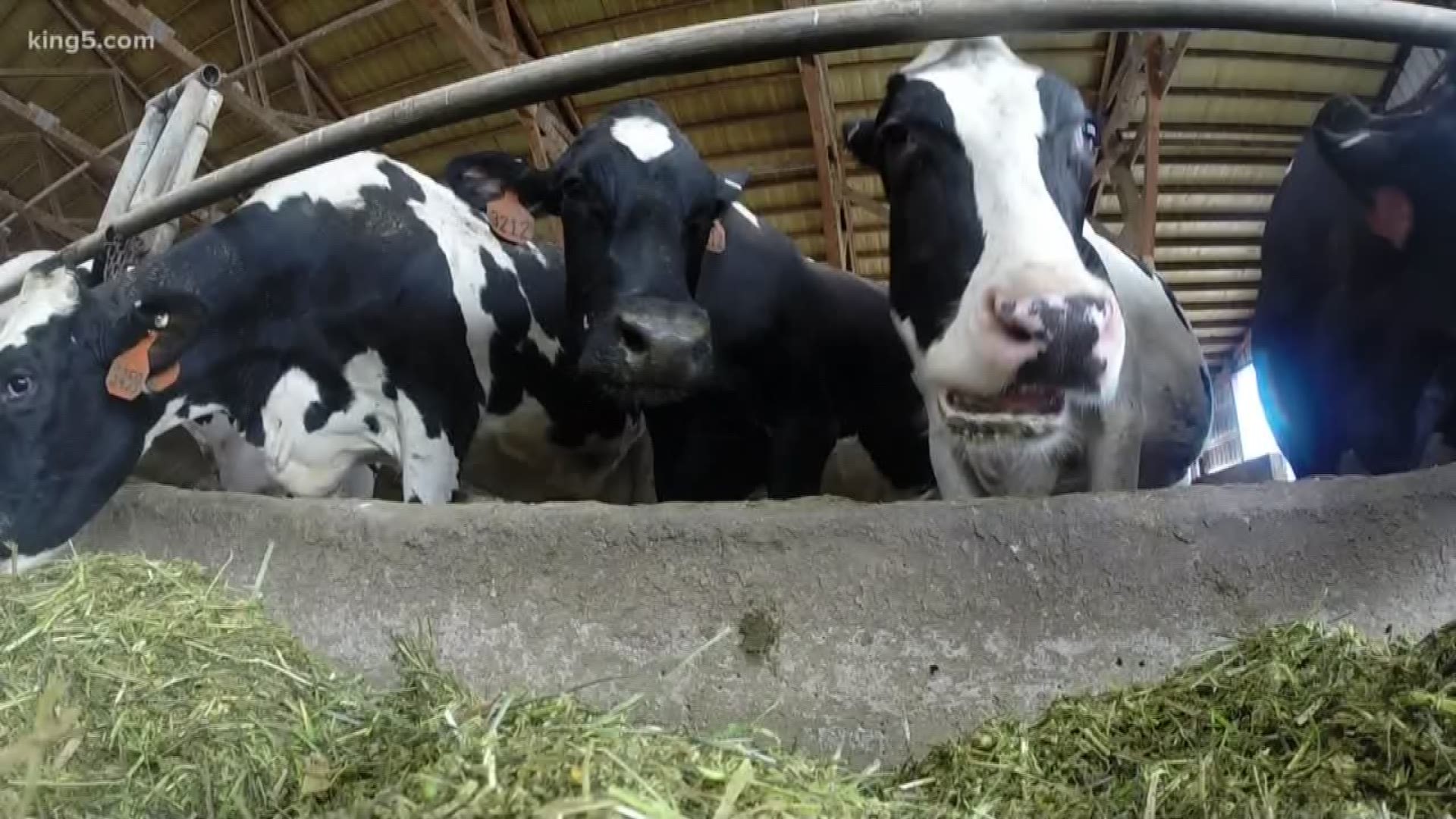 Runoff from farms has been a major source of pollution in our waters over the years, but a new technology could actually help make farms much more fish friendly. It's taking cow poop and converting it to clean water. KING 5's Eric Wilkinson with the manure maneuver.