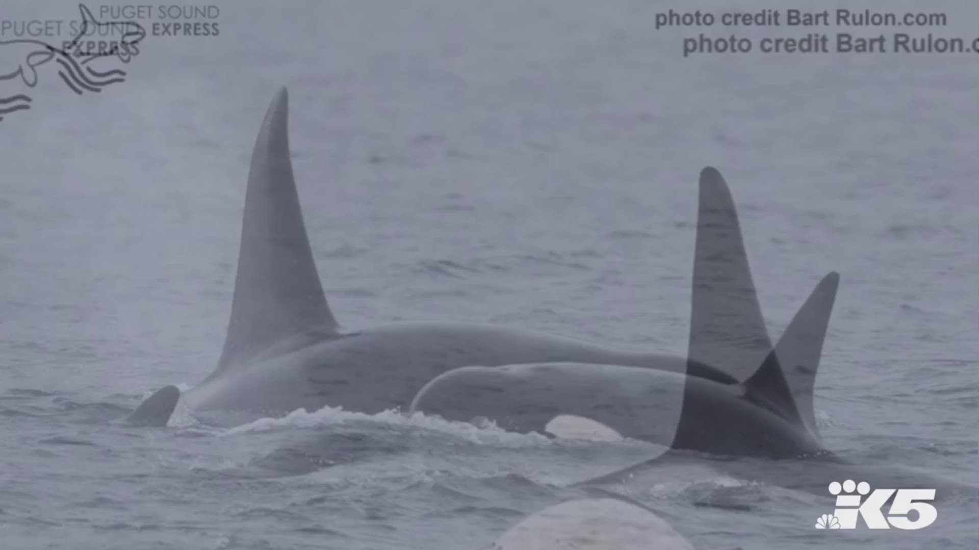 Transient orcas photographed feeding on a gray whale in Puget Sound. Photos by Naturalist Bart Rulon aboard the Puget Sound Express.