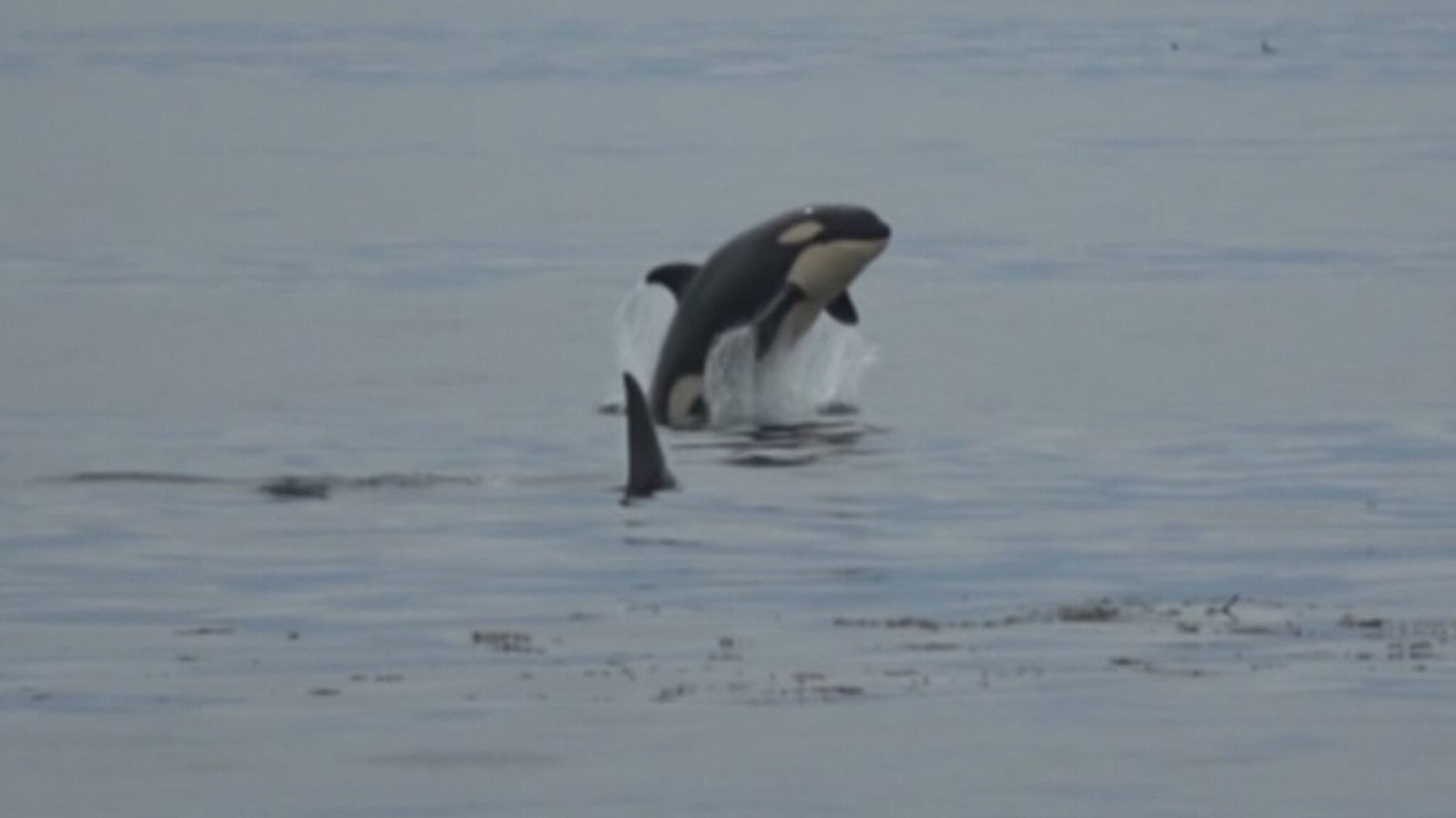 Video shared with KING 5 shows a family of four transient killer whales hunting in the Salish Sea while a young calf practices breaching. (Video courtesy: Western Prince Whale Watching)
