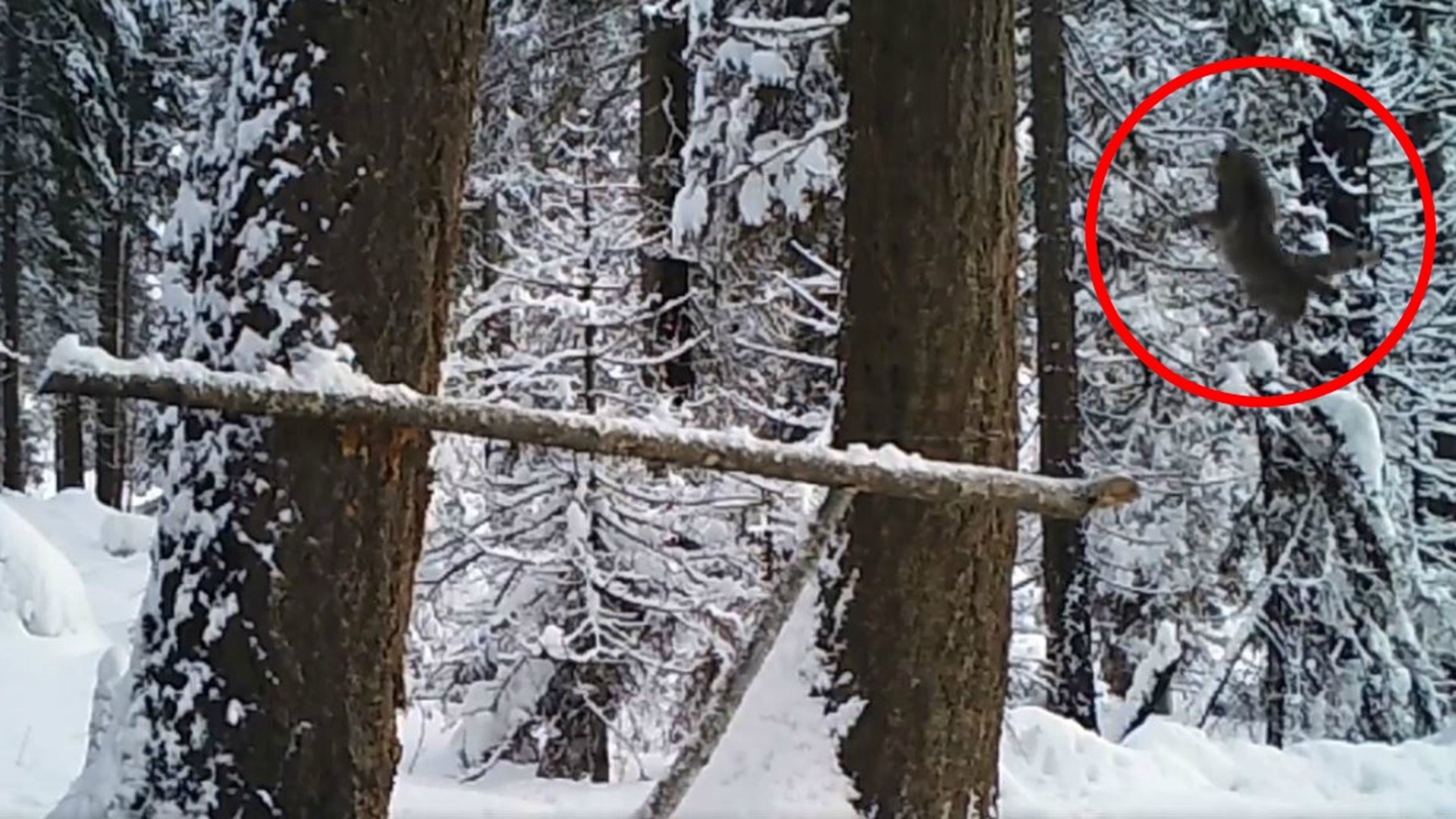 Wildlife cameras captured a mother bobcat give a jumping lesson to her cub in the snowy Washington woods near Twisp. The result is an adorable failure.