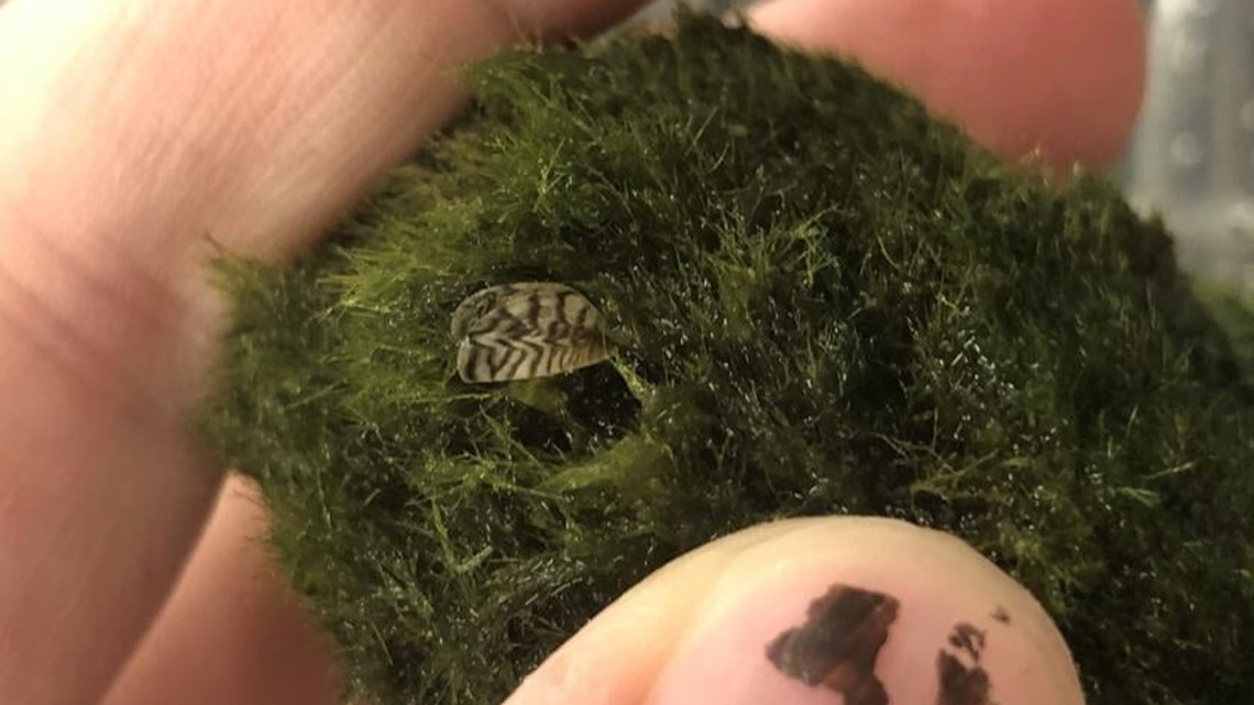 Invasive zebra mussels found in aquarium product at Seattle pet store