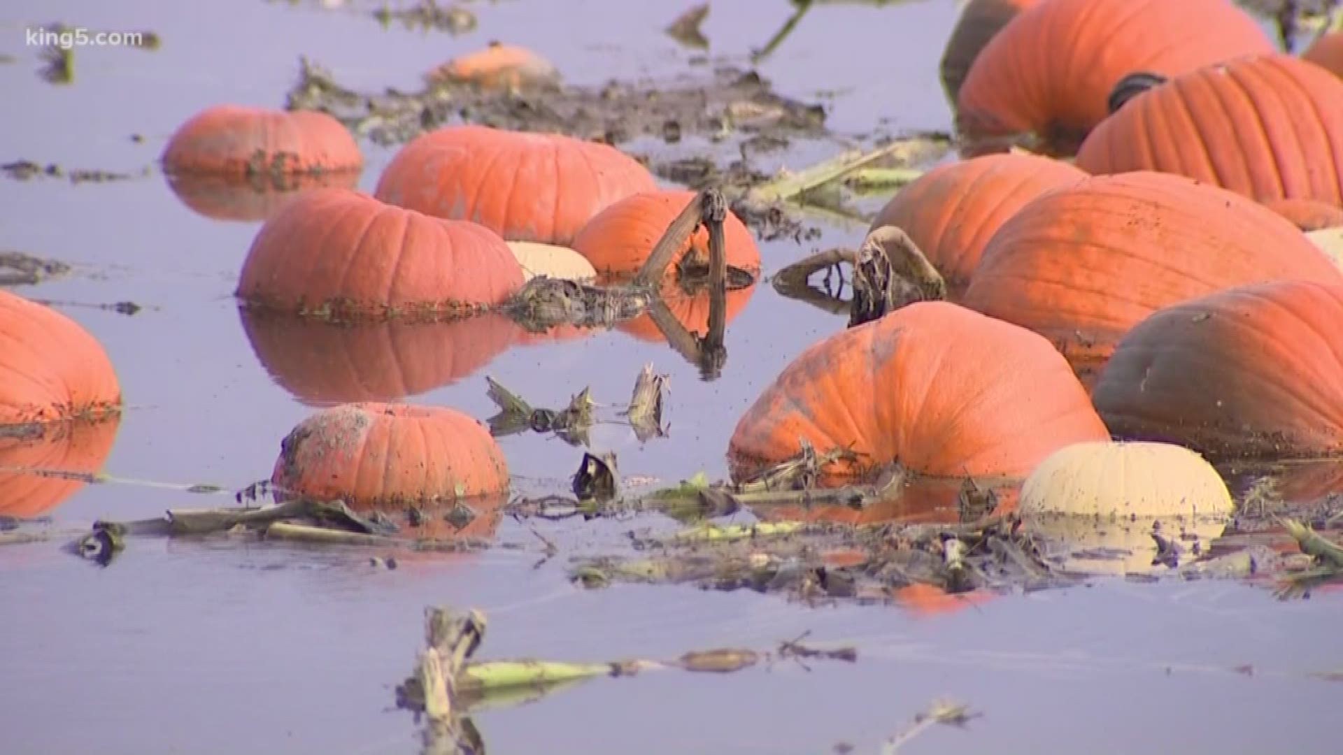 Many farms in the Snoqualmie Valley are in recovery mode following this week’s flooding. Pumpkin farmers are scrambling as Halloween is just one week away.