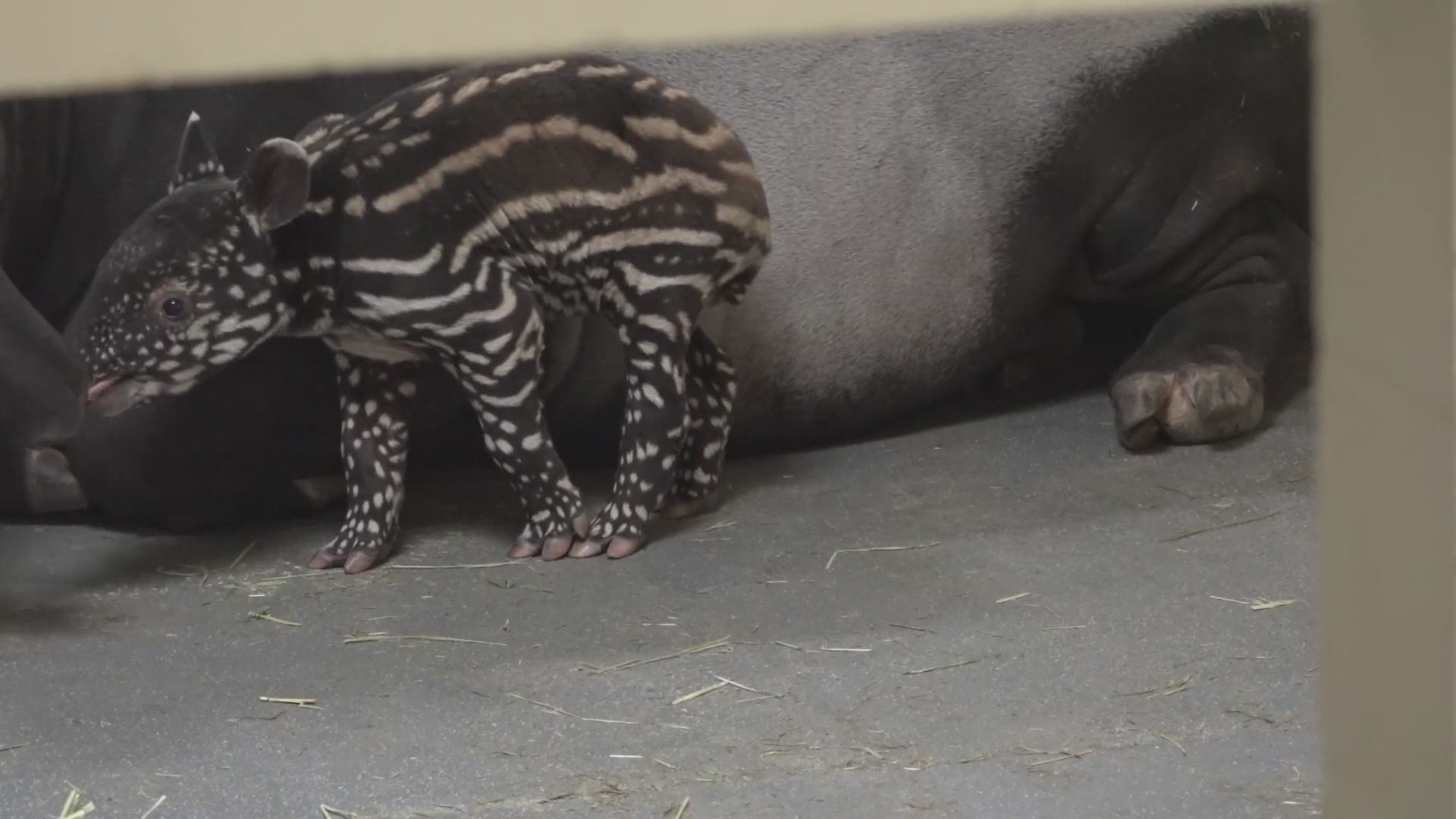 He is the first tapir born in the zoo's 114-year history