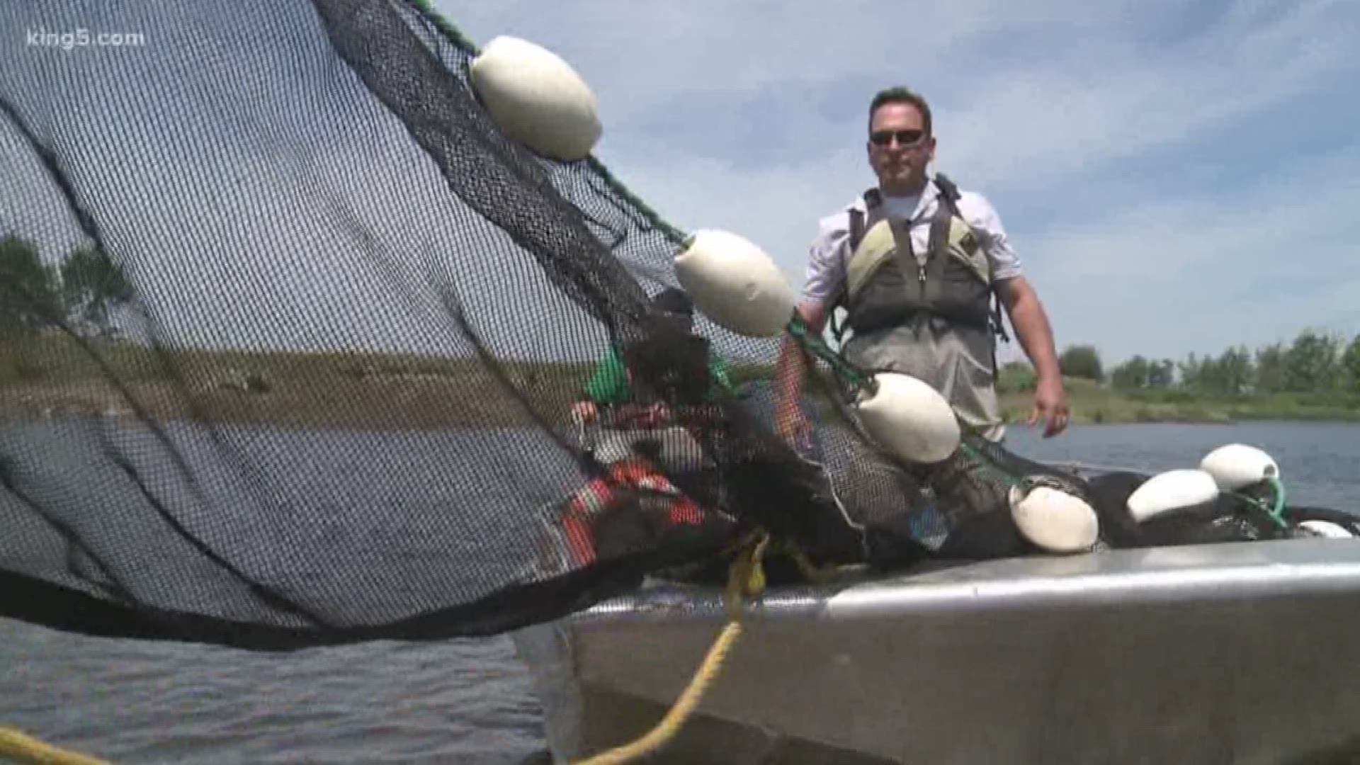 Scientists working to restore salmon habitat around the Snohomish River Estuary estimate they need $1.5 billion to finish the work. KING 5's Alison Morrow reports.