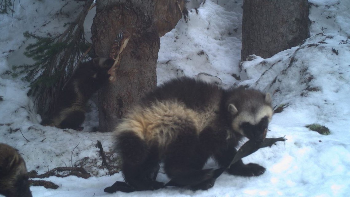 fred meyer near me Meyer spokesman