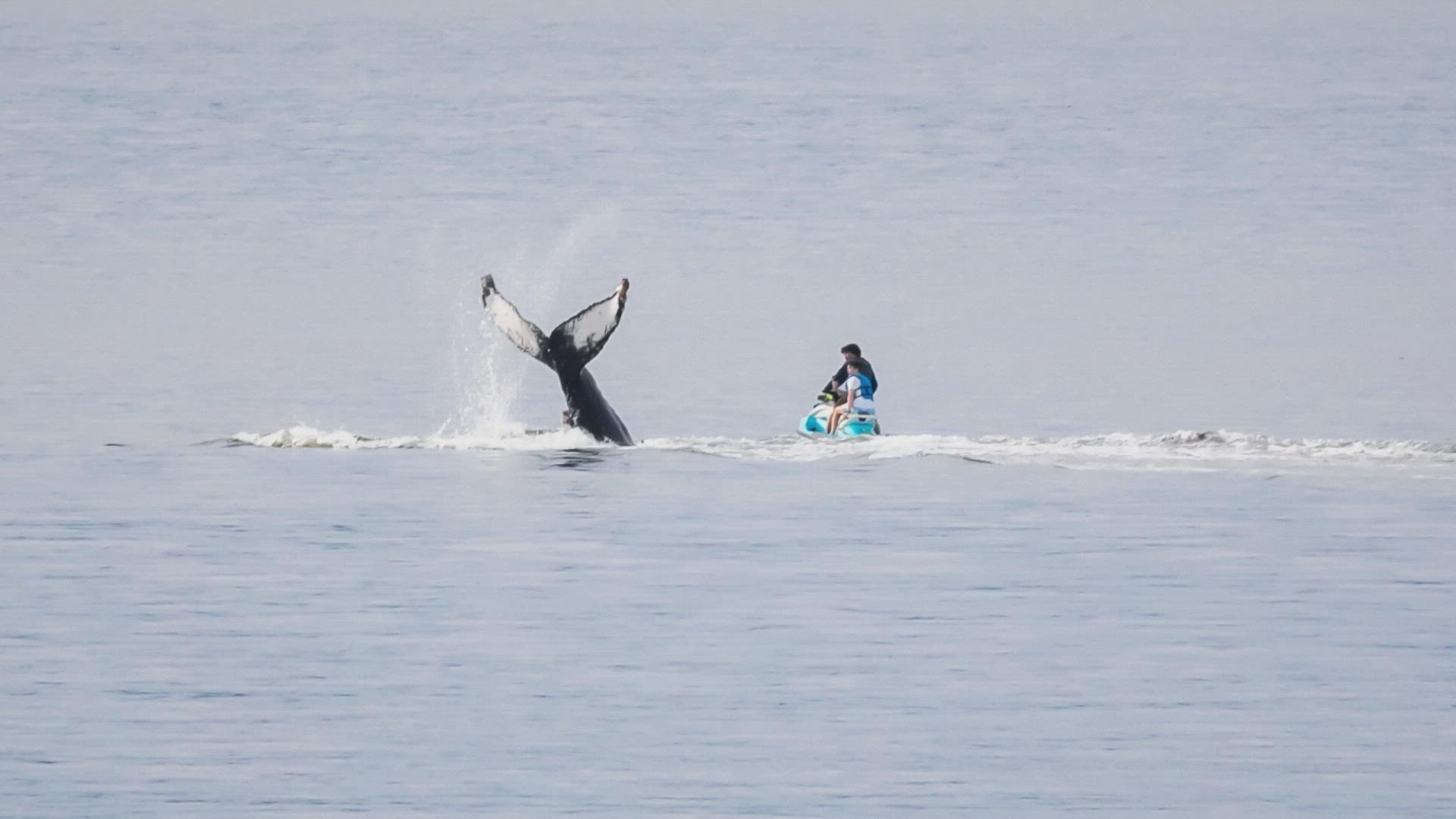 “It appears to be – from all indications a clear violation of the MMPA rules regarding within 100 yards of a humpback whale,” said Capt. Alan Myers of the WDFW.