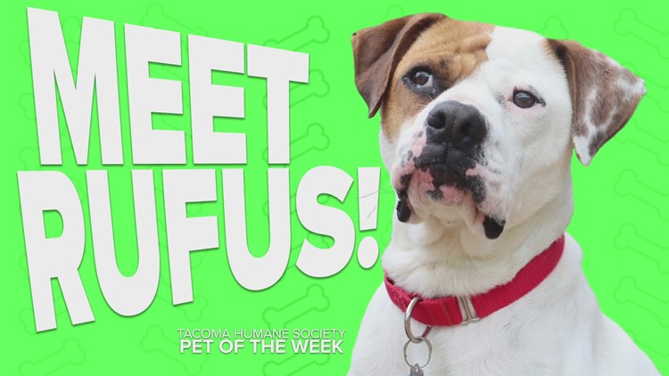 Pet Rescue of the Week: Rufus