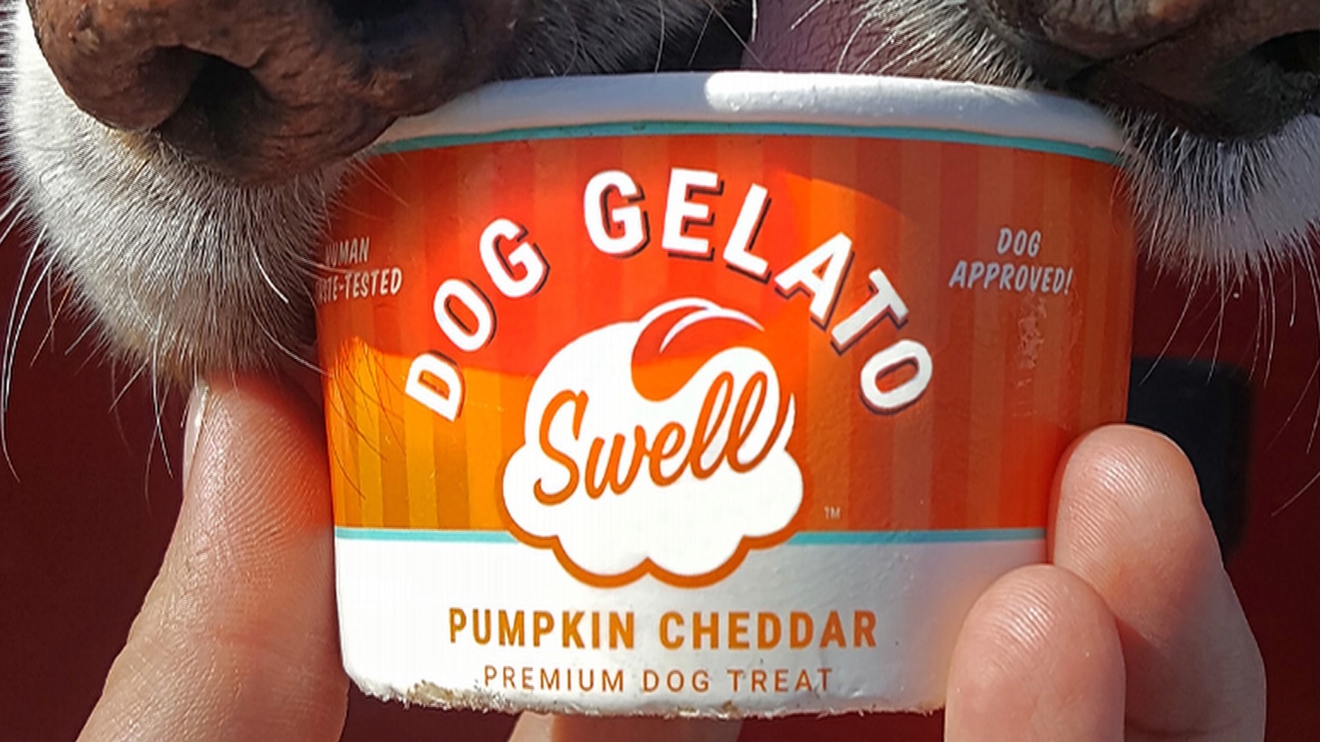 Seattle's new mom blog The Mom & Tell, Swell dog gelato, plant heaven