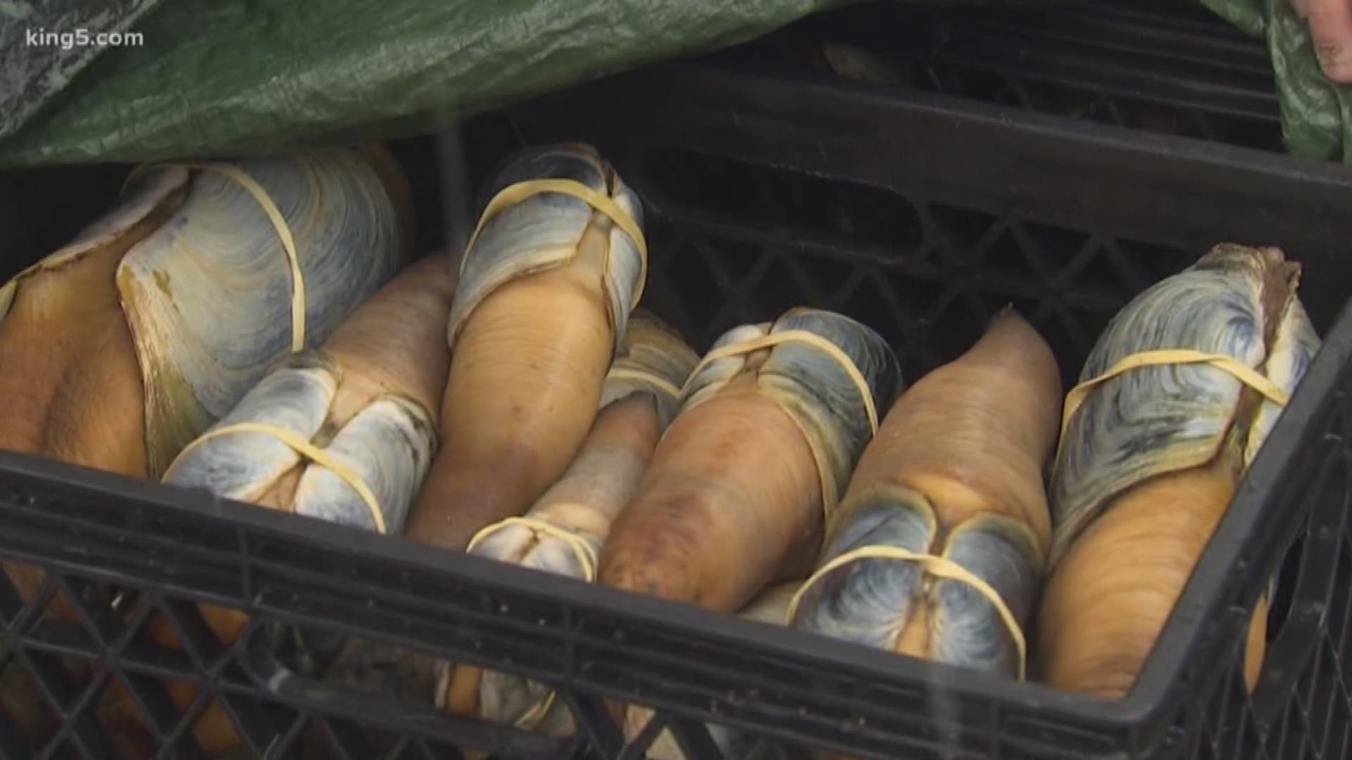 The price of geoduck has dropped from 10 to six dollars a pound since Chinese tariffs went into affect in July of 2018.
