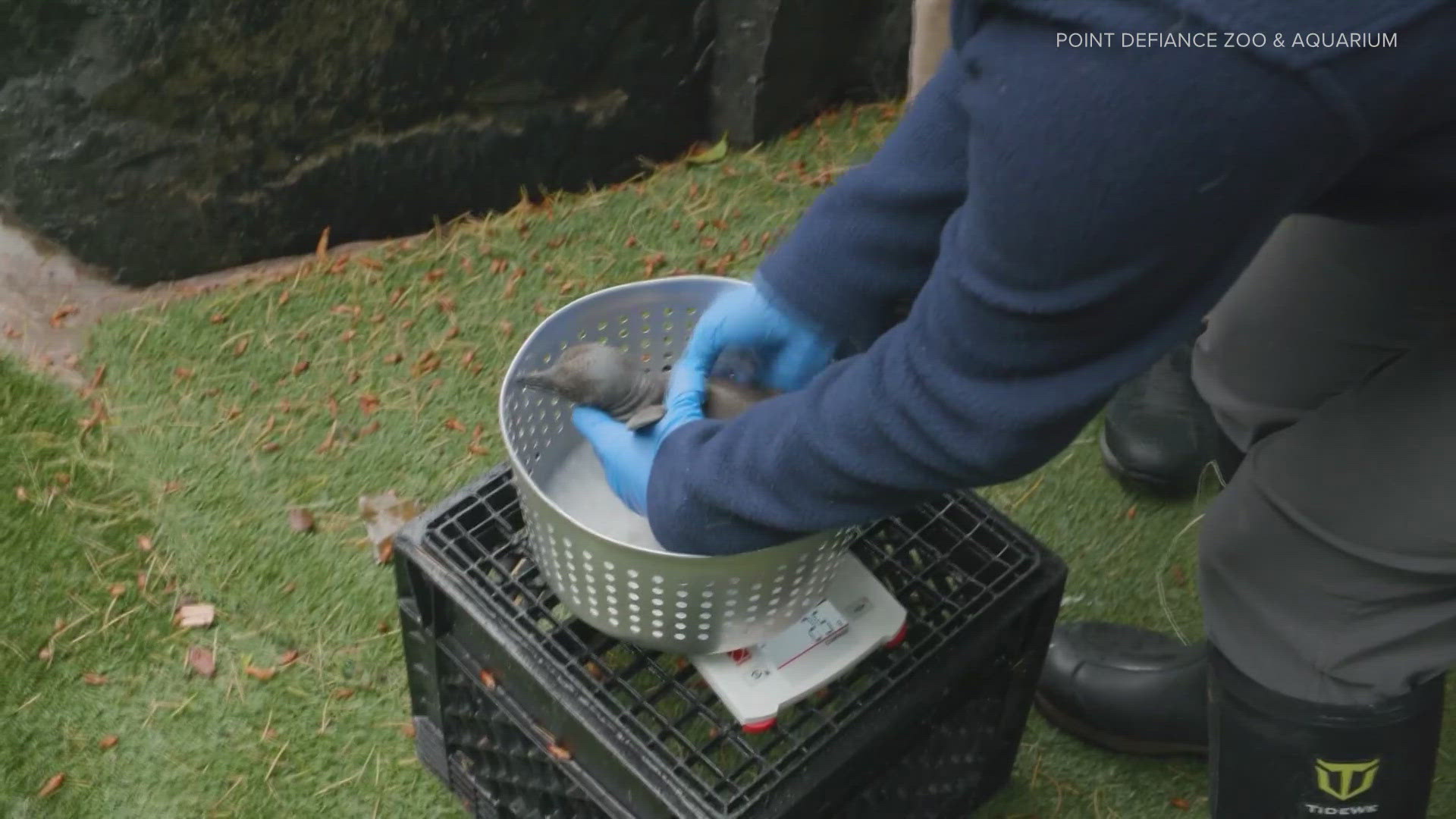 Point Defiance Zoo celebrates birth of six penguin chicks