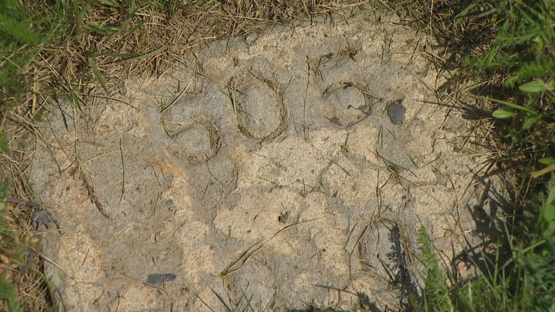 Mystery unearthed in Skagit County as historian works to identify lost