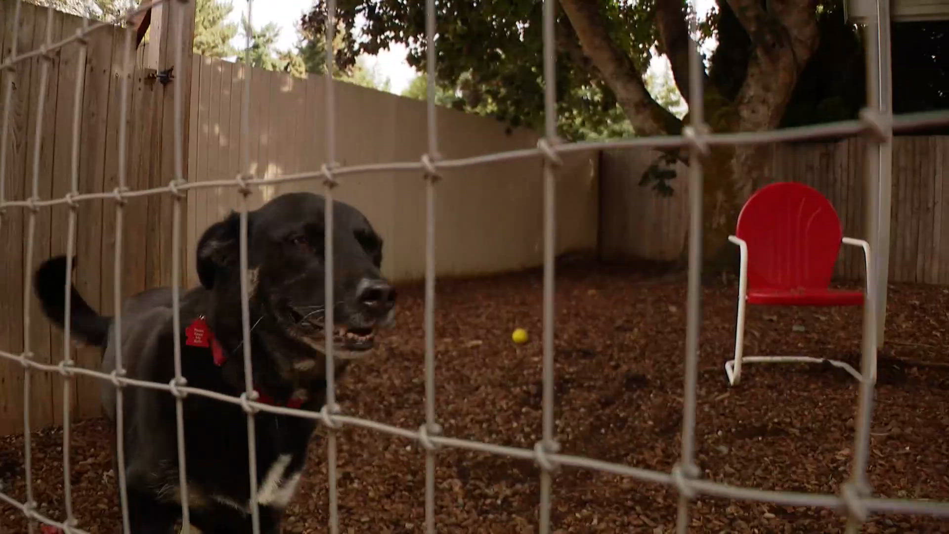 Dogs in the bathrooms: Animal rescues overflow with nowhere left to ...