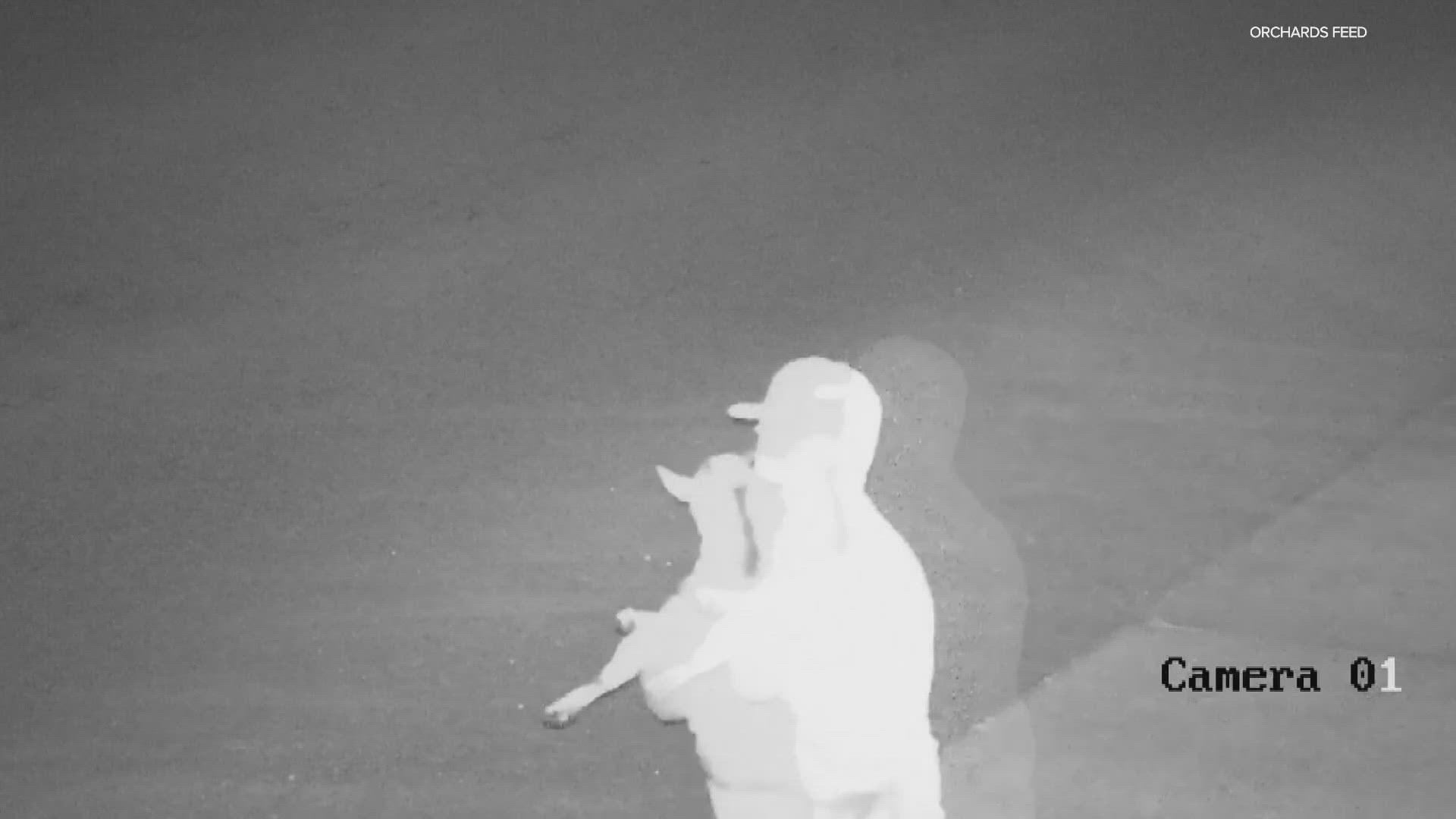 Orchards Feed in Clark Co. is looking for thieves who stole two baby goats and a baby rabbit from their store