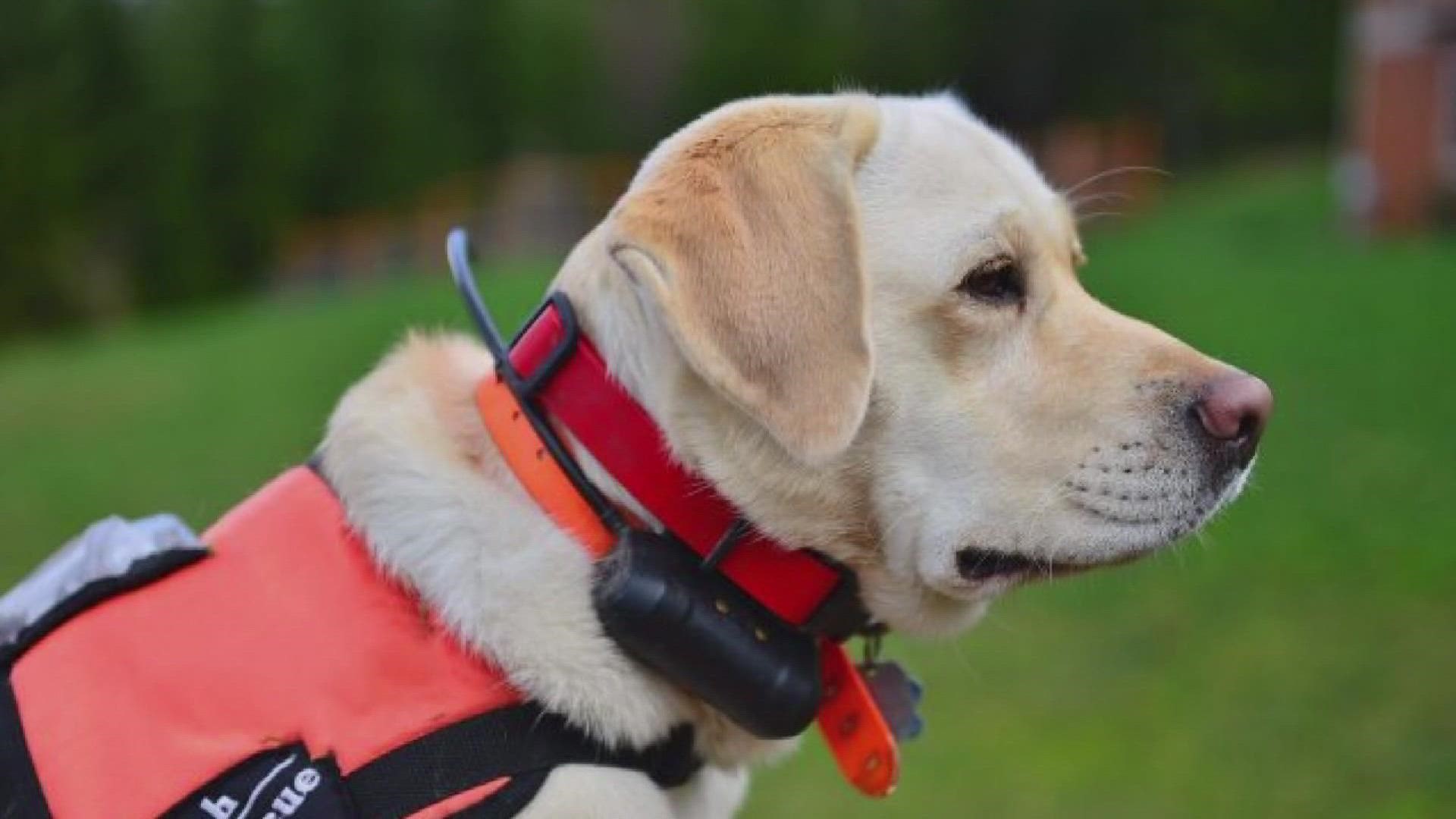 Edmonds search and rescue dog a finalist for national Hero dog of the Year  award 