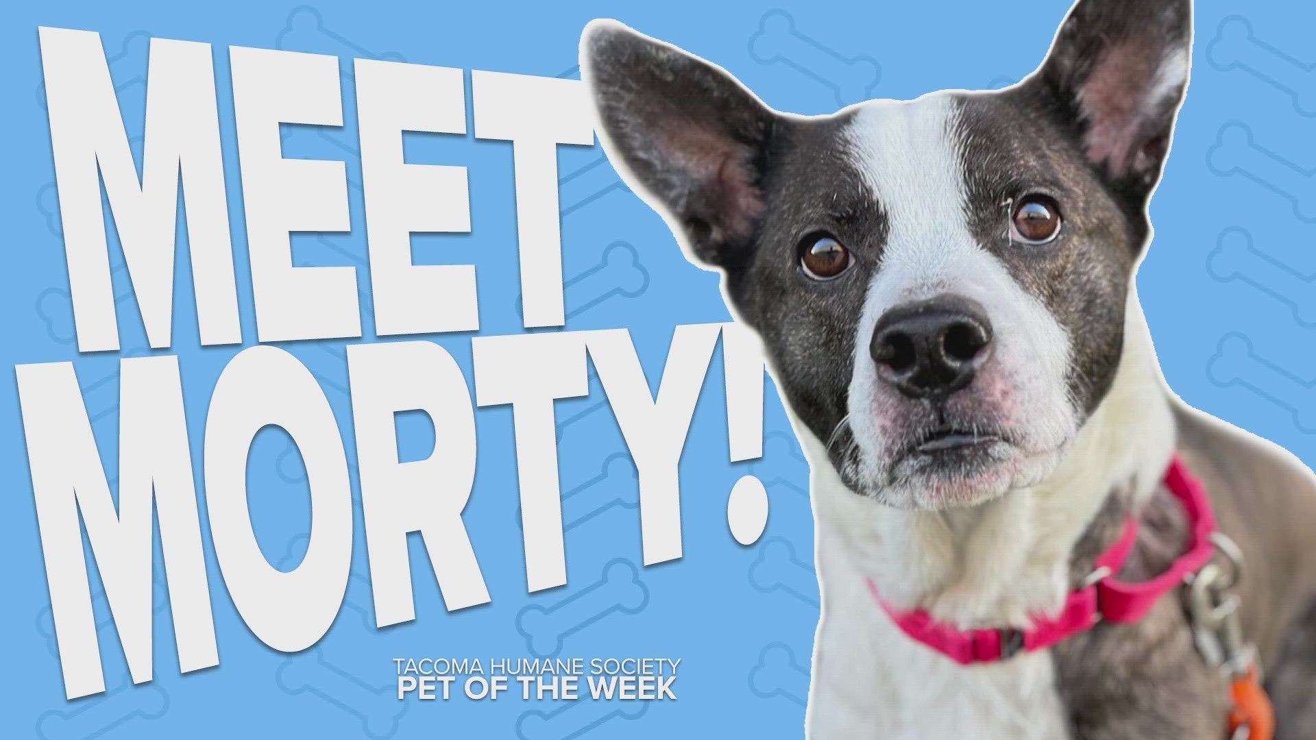 This week's featured rescue pet is Morty!
