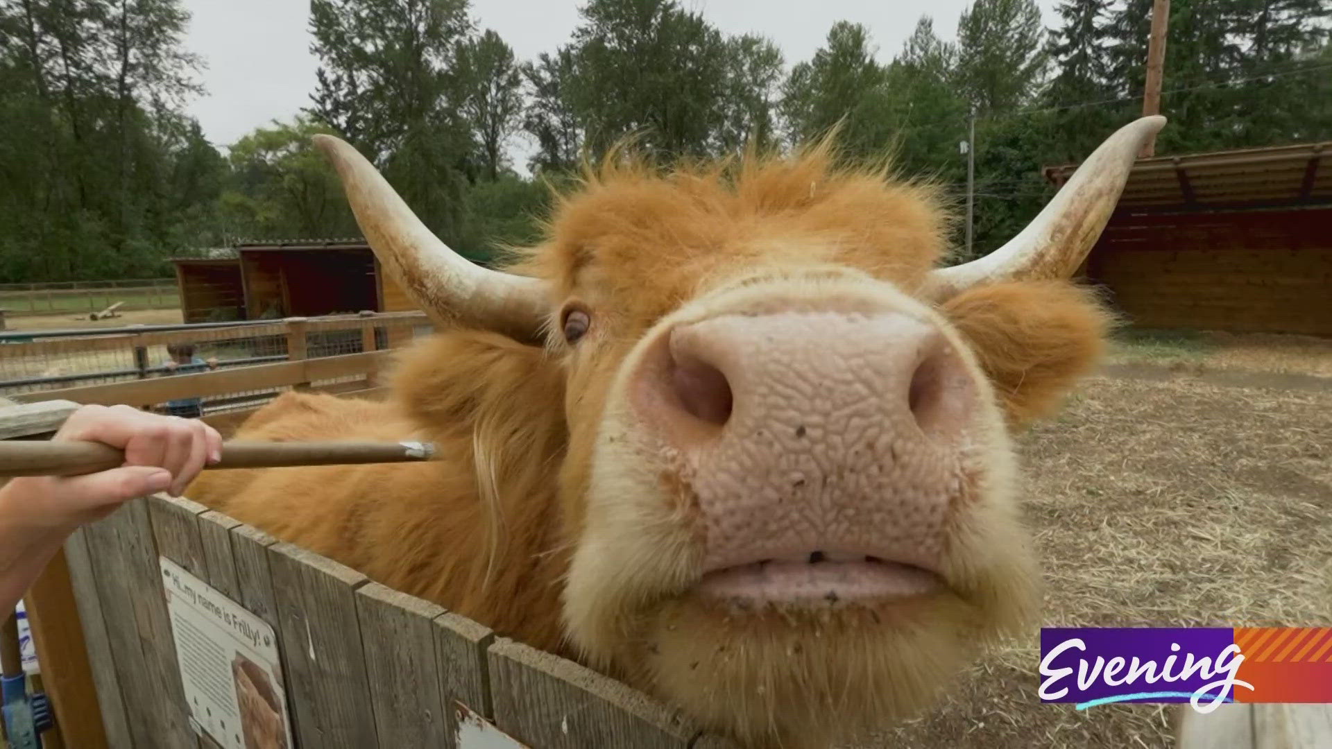 Entod Animal Renton animal sanctuary is a forever home to over 60 rescues | king5.com