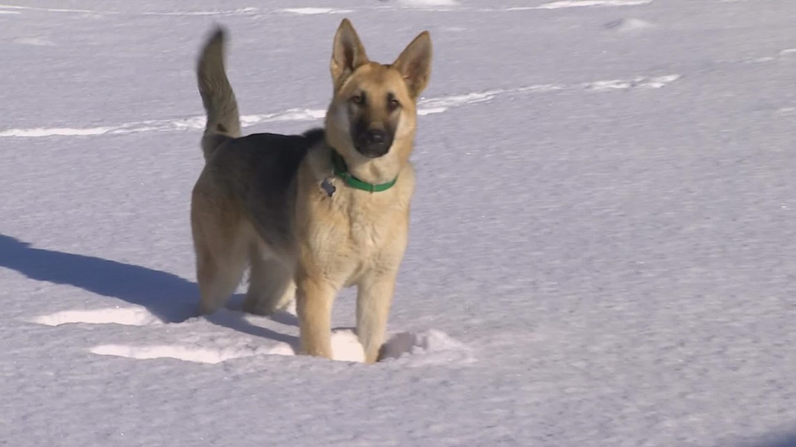 Multiple dogs found abandoned in Skagit County amid frigid temperatures - Vimarsana News