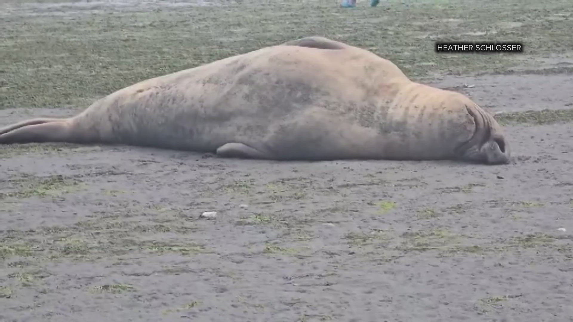 Molting seals are very physically stressed during the process, so people should keep their distance and keep pets away from them. 