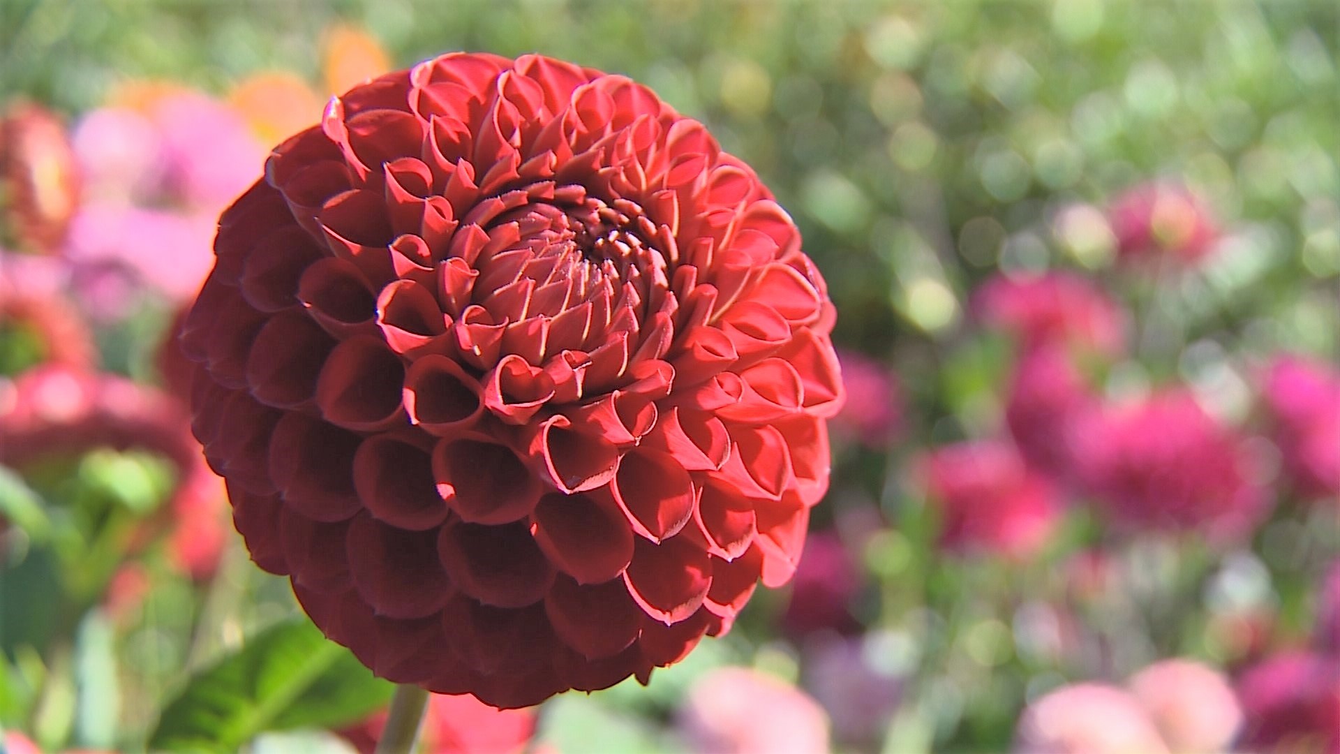 The 36 year old garden boasts more than 250 varieties of dahlias