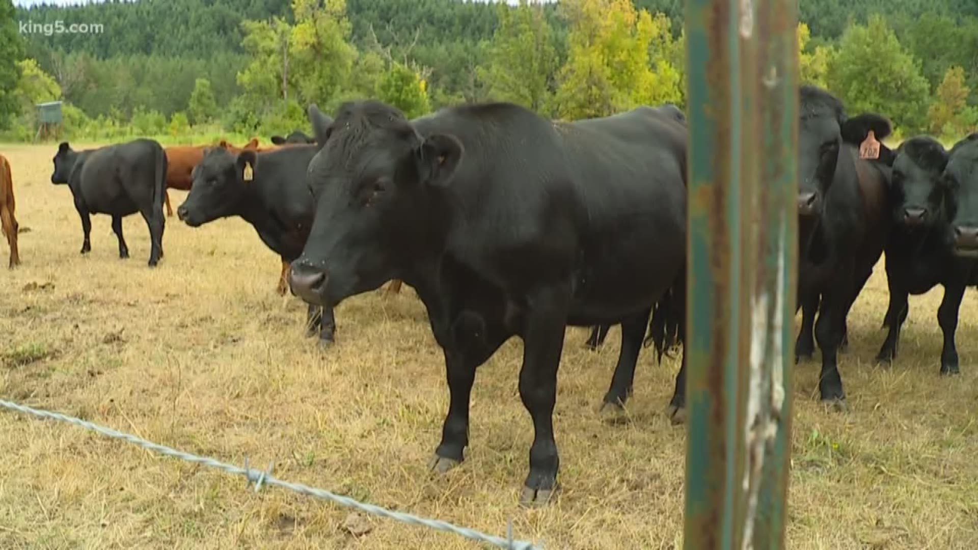 A new United Nations report calls for re-thinking our eating and farming habits. The U.N. panel on climate change said reducing meat production could help reduce carbon emissions. A Thurston County rancher spoke out about how those changes would affect his way of life.