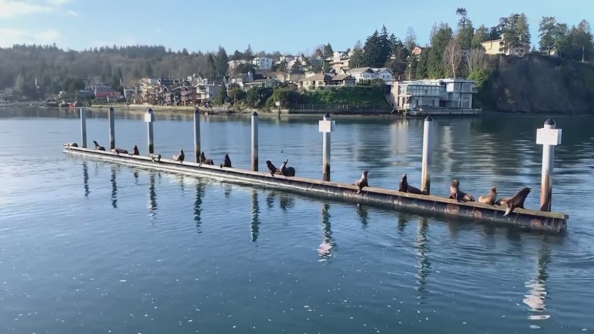 Up to 40 to 50 sea lions were seen congregating at a breakwater in Ballard, creating a spectacle.