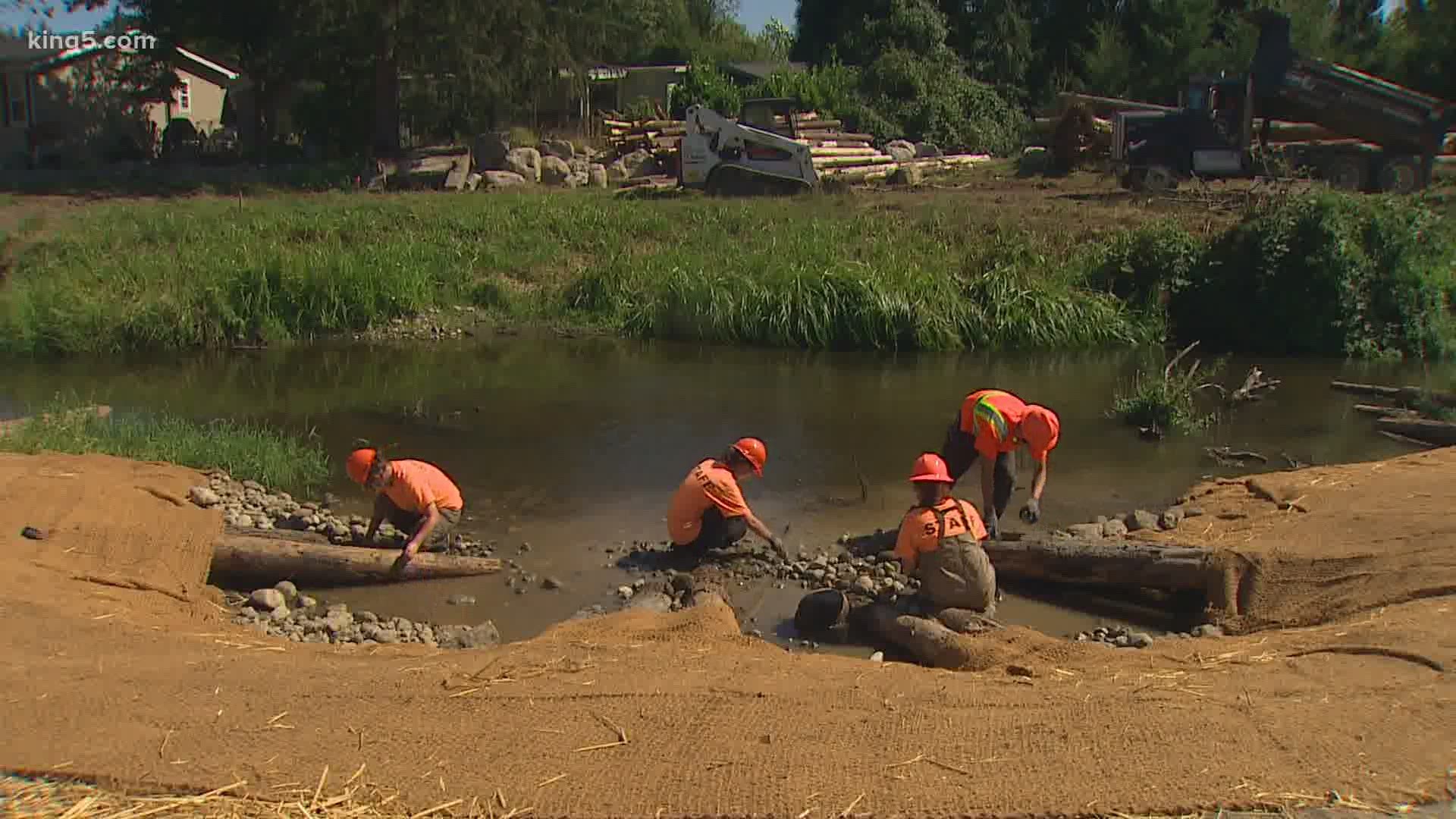 A rewilding project adds logs, rocks and pools to a stream in the suburbs. The project aims to improve Chinook salmon populations.