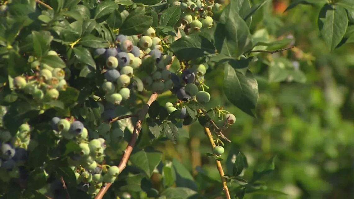 Washington farmers say extreme heat, heavy rainfall present challenges for crops