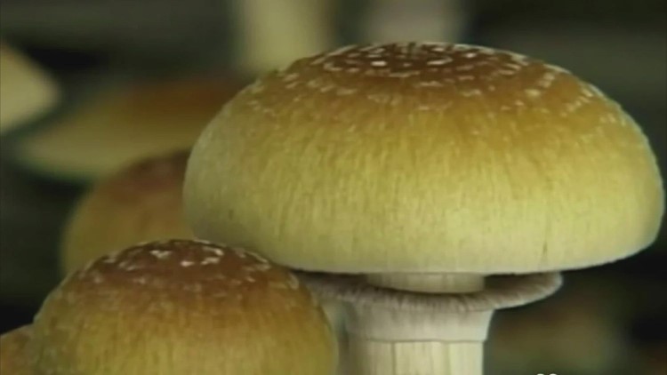 Bill to legalize psilocybin for therapeutic use introduced in Washington