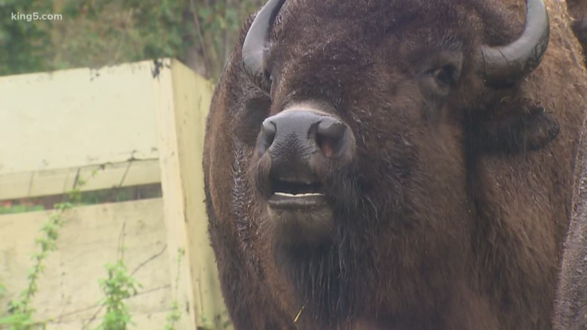 The animals don't have enough room to roam at Central Valley Animal Rescue in Quilcene, so organizers are hoping to raise funds to send them to a ranch in Texas.