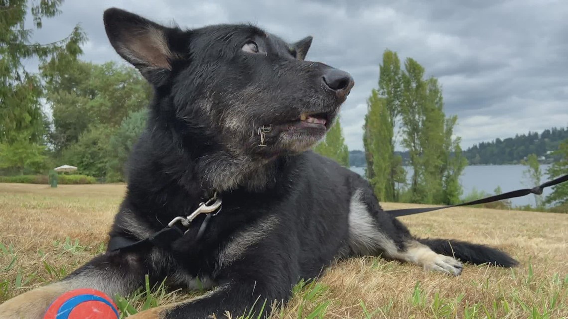 Man and dog duo help track and rescue lost dogs in King County - Vimarsana News