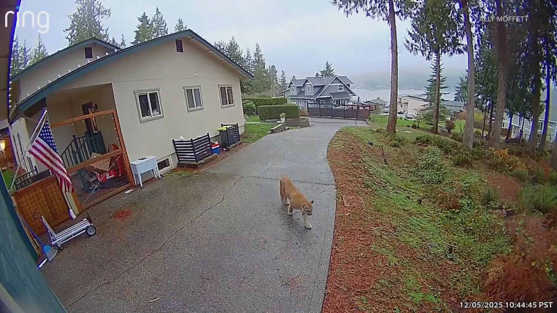 Bellingham cougar captured | king5.com