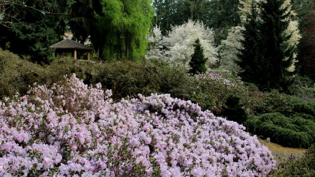 The Rhododendron Species Botanical Garden is world-renowned and sits right off I-5.