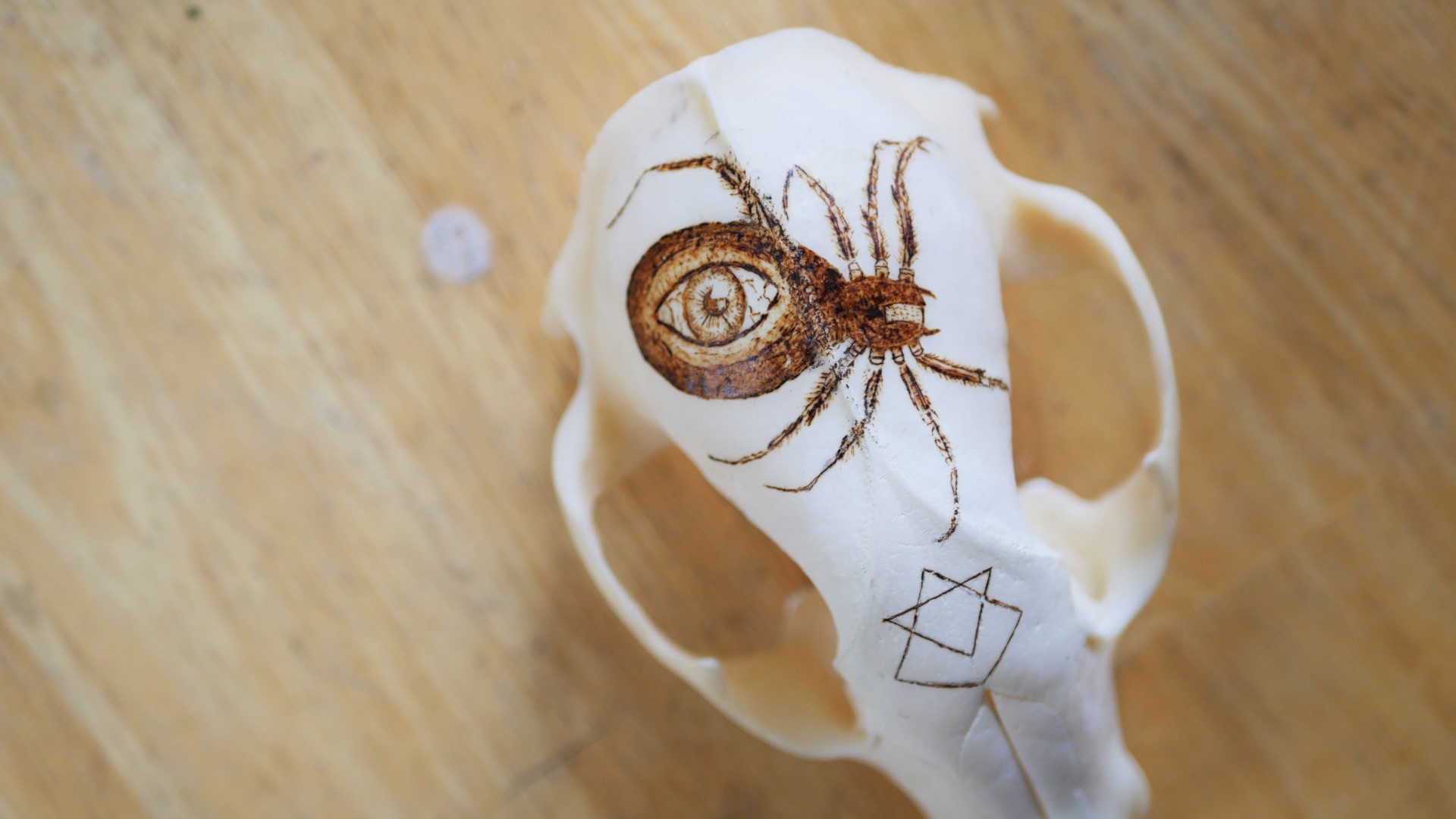 This Capitol Hill artist uses bones as her canvas 