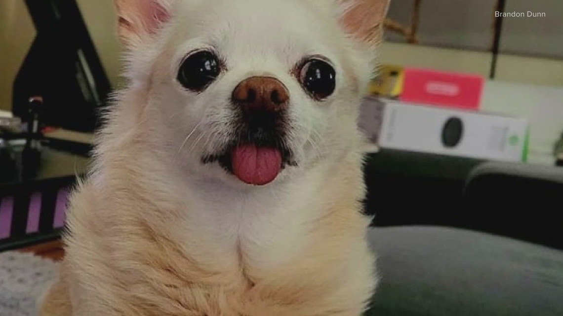 Couple searches for dog’s ashes, memorial items stolen in Seattle car break-in