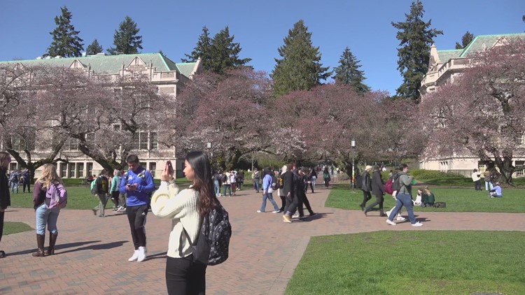 When the University of Washington cherry blossoms will hit peak bloom
