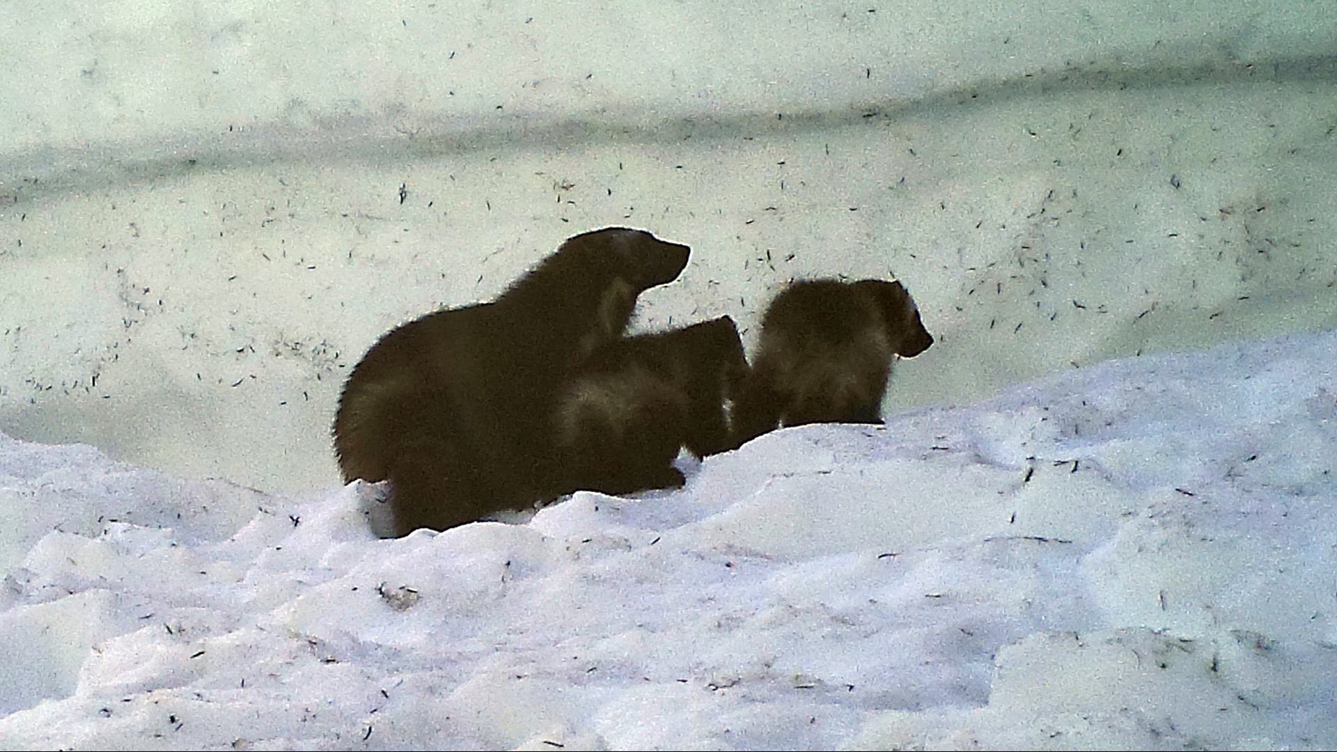 Baby wolverines caught on camera near Mount Rainier