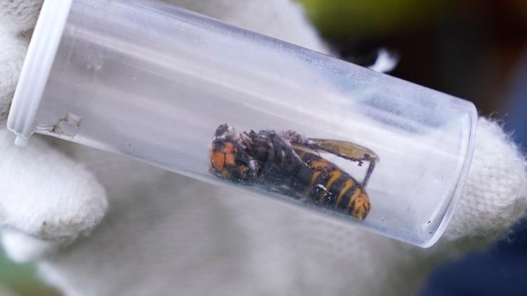 In quest to wipe out murder hornets, scientists to set 1,000 traps in Washington this year