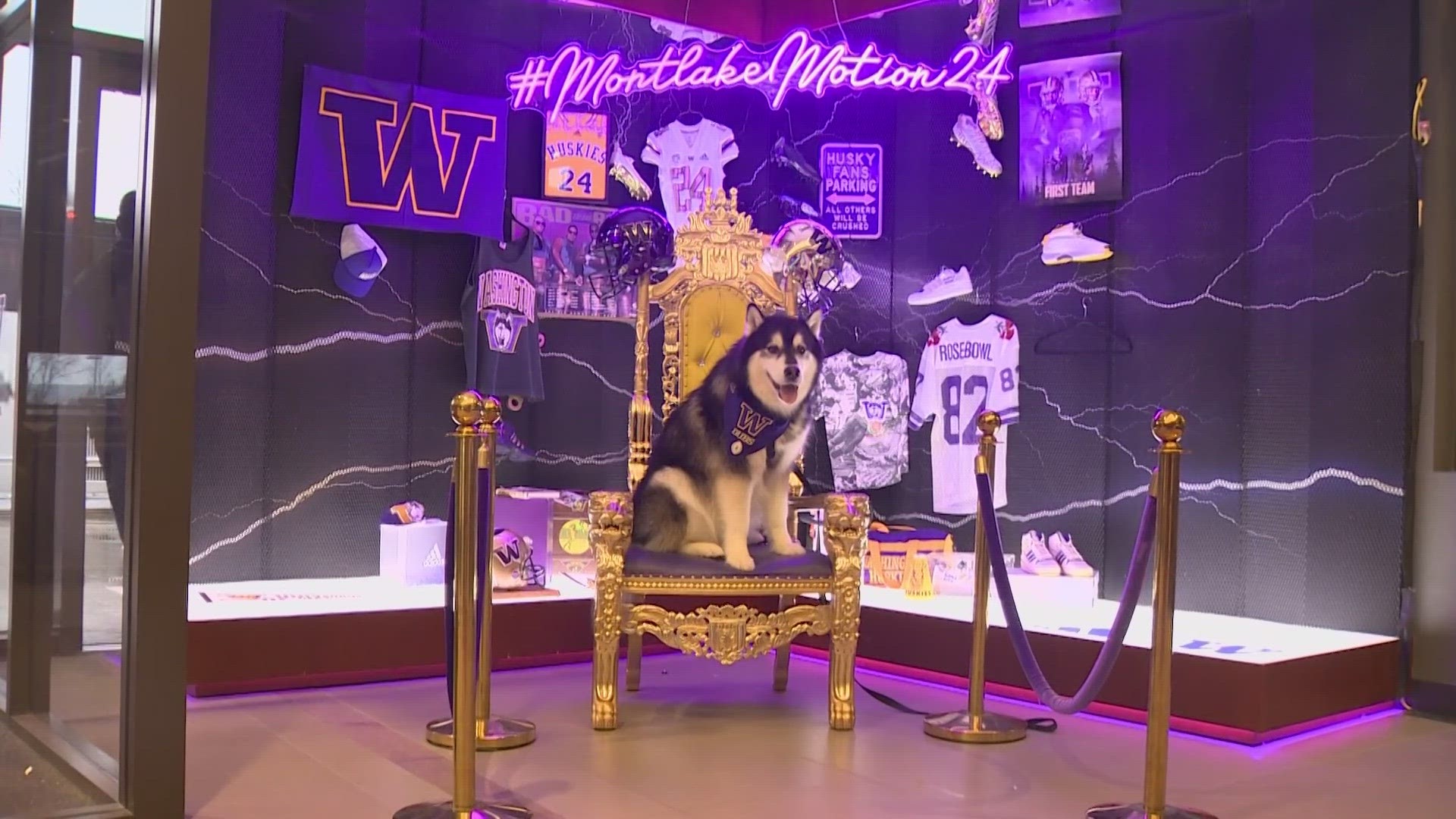 Dubs II is the 14th live mascot representing the University of Washington. The tradition started back in the 1920s. What makes Dubs II so special? KING 5 finds out.