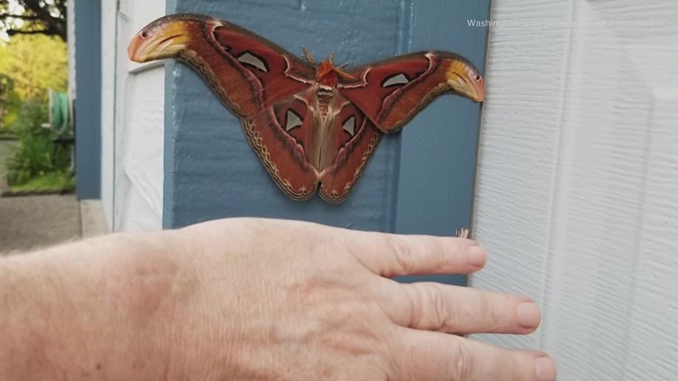 One of world's largest moths discovered in Bellevue