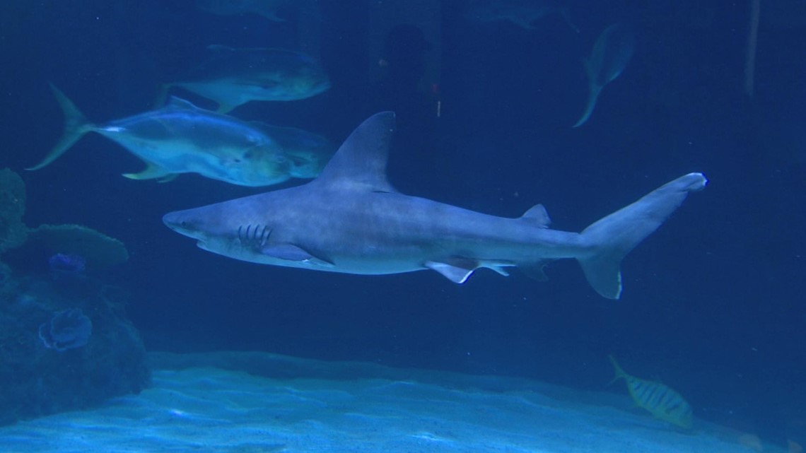 Sandbar Shark - Georgia Aquarium