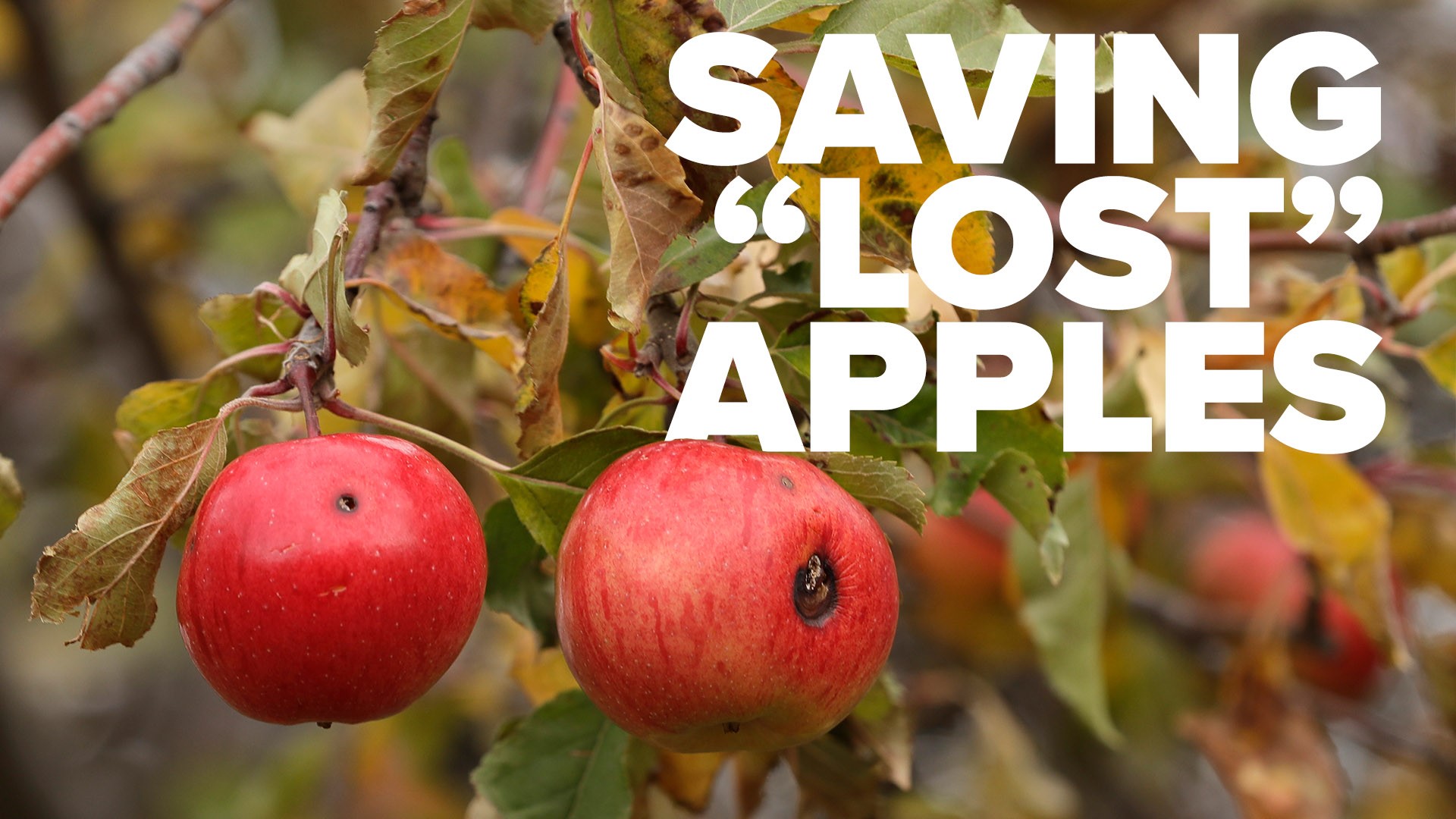 Two retirees are saving long-lost apple varieties from going extinct.