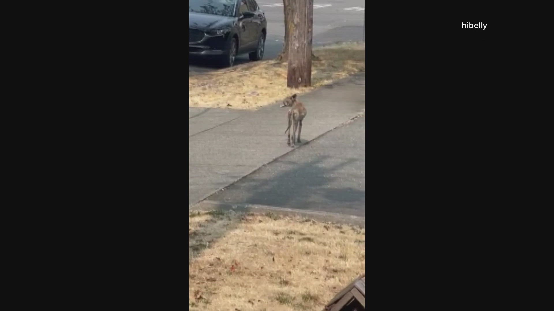People have reported seeing a coyote several times in Tacoma's Hilltop neighborhood over the last few months.
