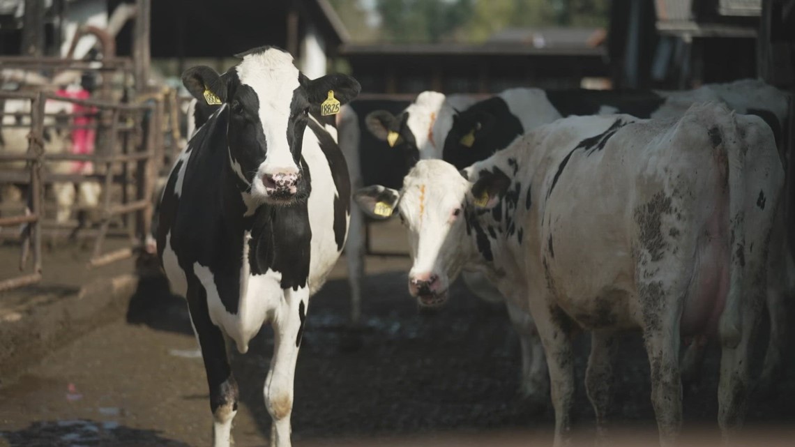 Northwest dairy farms push to allow whole milk, 2% milk in schools - Vimarsana News