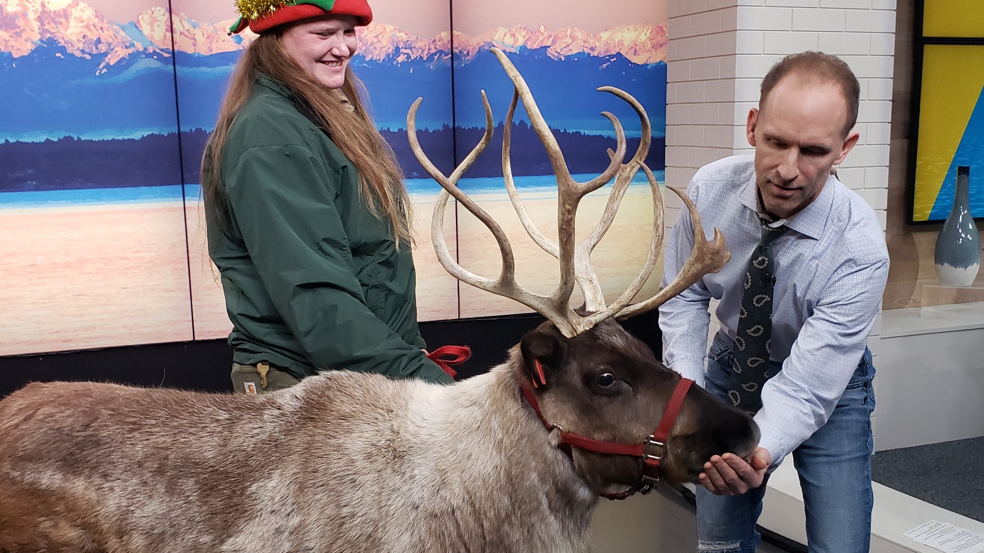 Dasher the Reindeer from Cougar Mountain Zoo stopped by to say hello before things get busy at the North Pole.