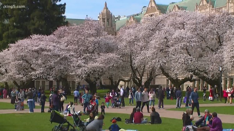 When UW cherry blossoms will reach peak bloom