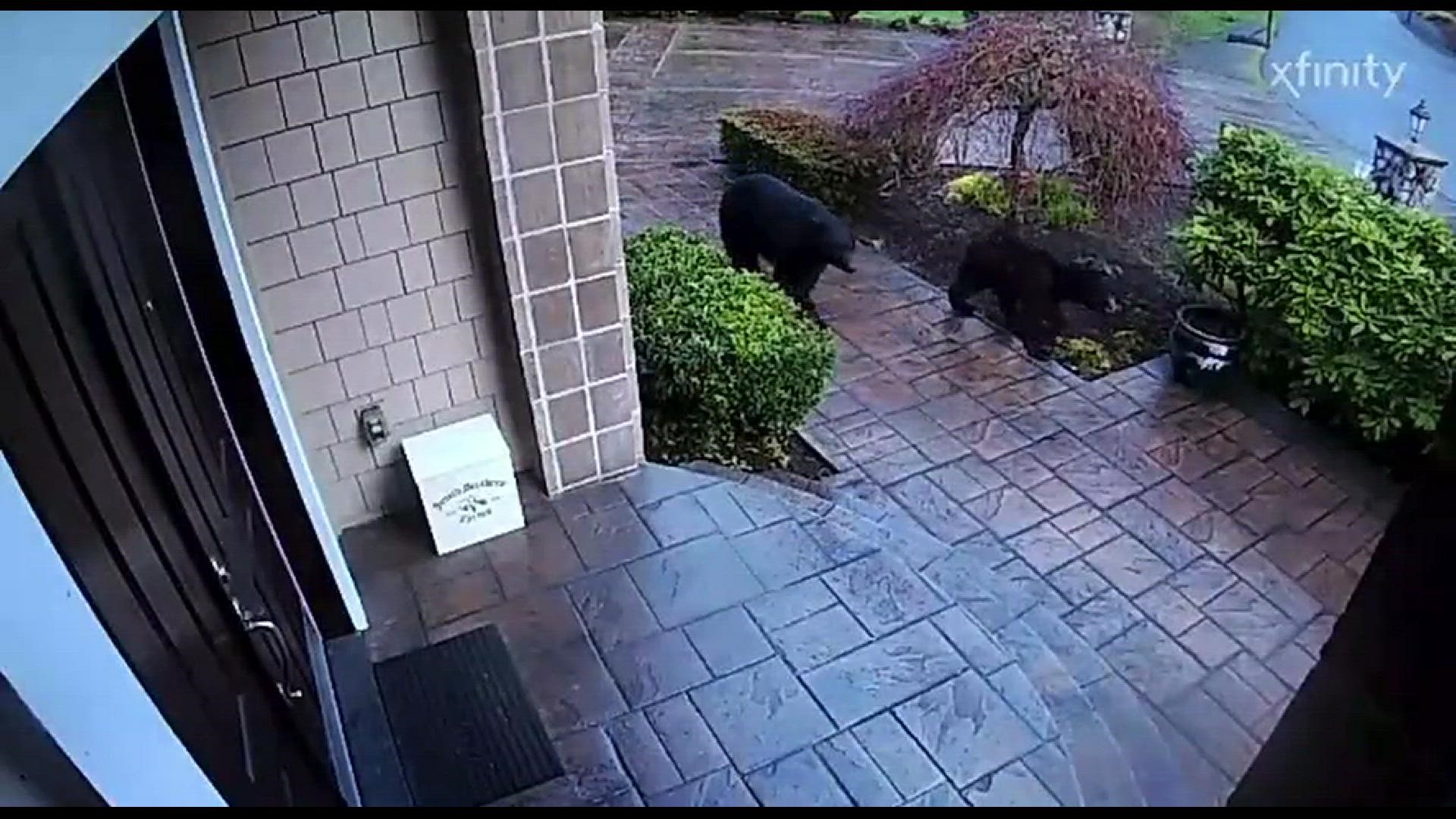 The bears were spotted on a doorbell camera of a home in the Union Hill area.