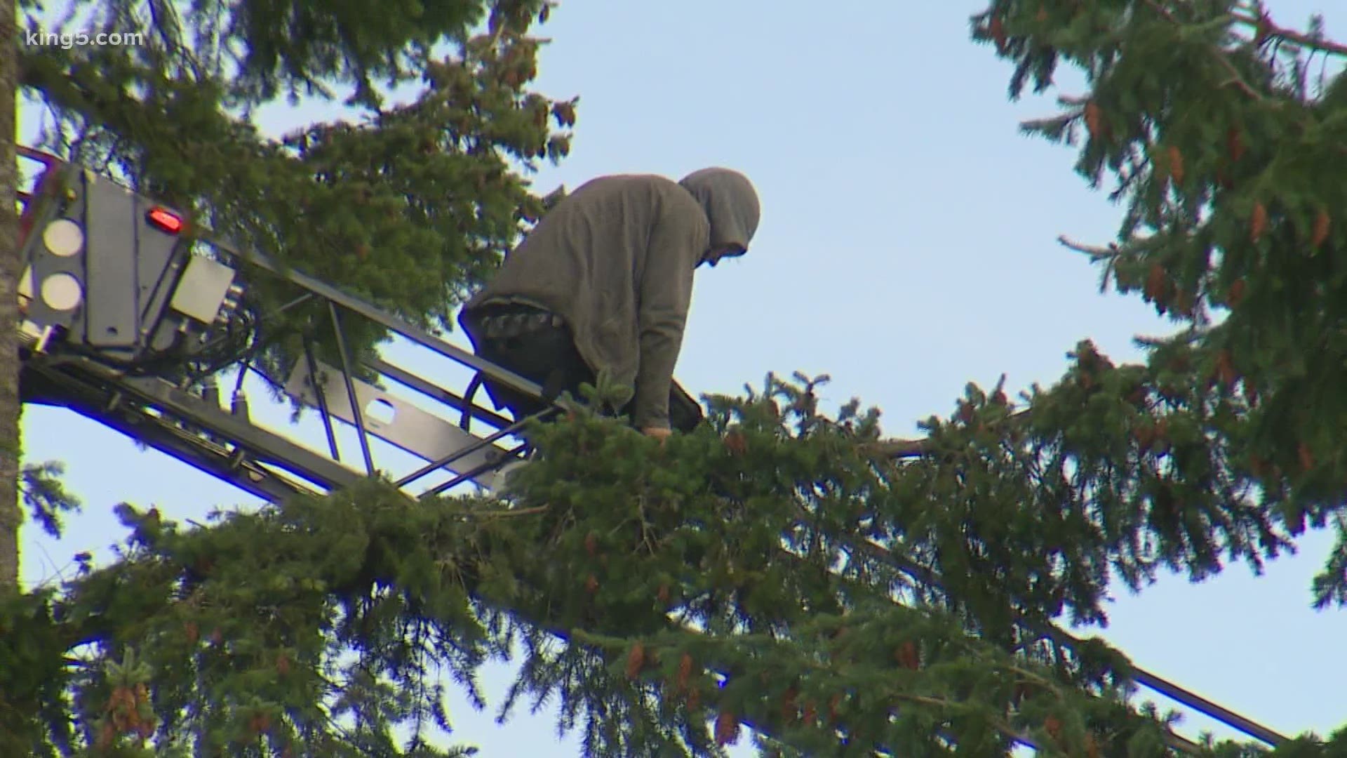 A man suspected of stealing a car on I-405 in Bothell climbed a tree as he attempted to flee police. He was later taken into custody without incident.