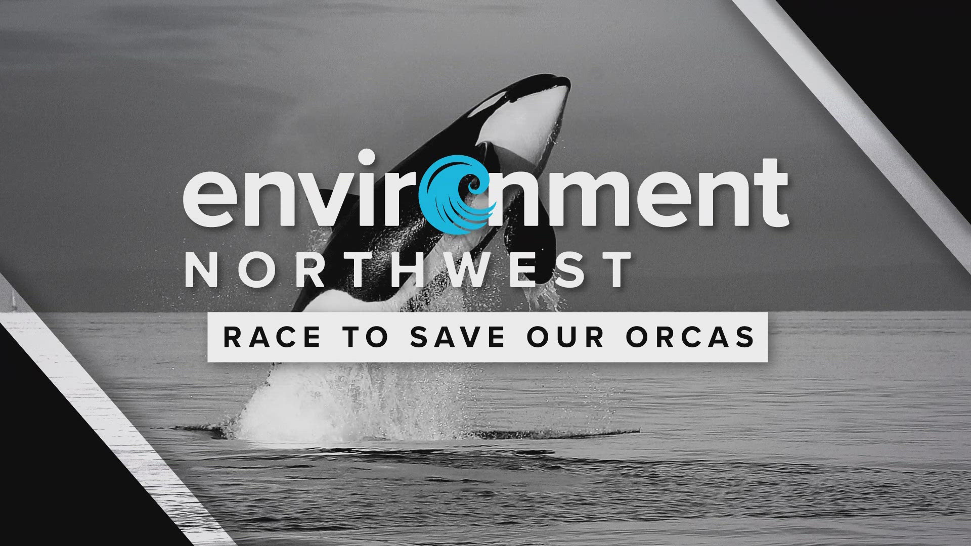 If the Southern Resident Killer Whale population, which has been consistently declining, can grow to 80-90 whales in the next 50 years, they could recover