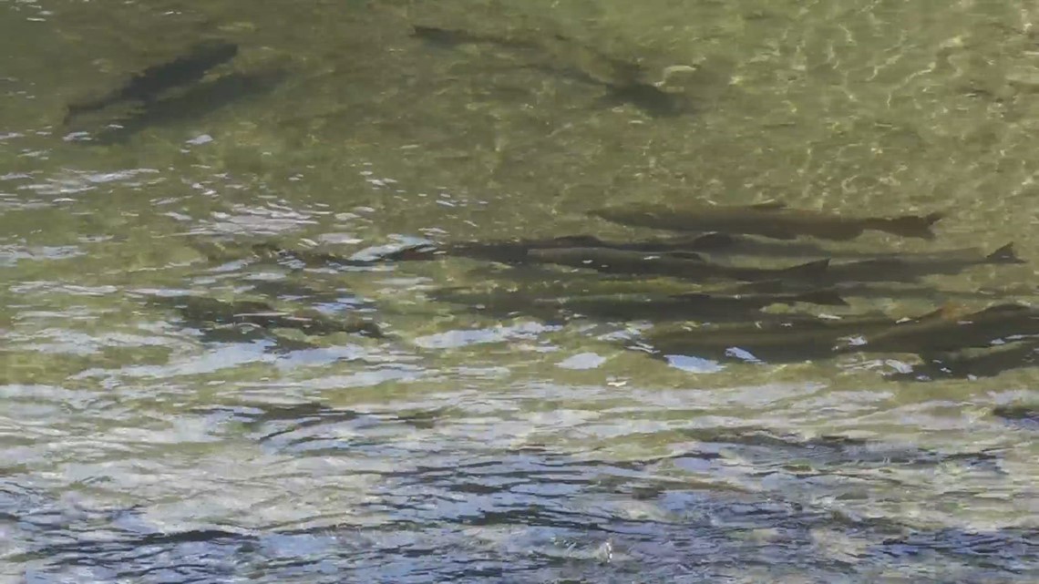 Salmon begin to return home to Issaquah hatchery for spawning season