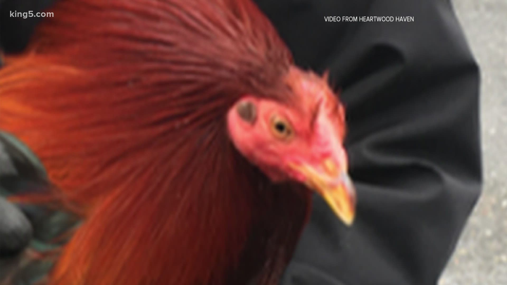 A total of 92 roosters were seized from a home in Kent back in May. King County animal officers believed the birds were being raised and trained for cockfighting.